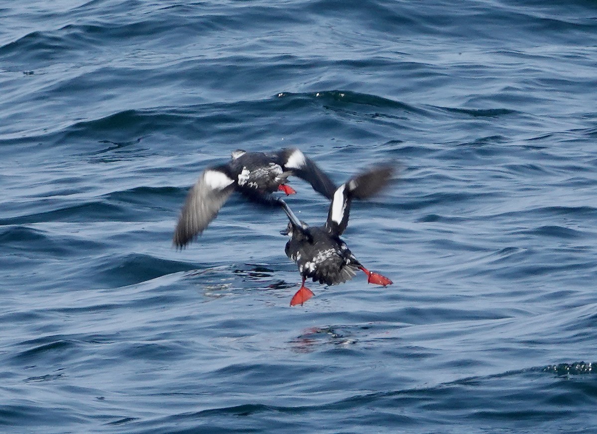 Pigeon Guillemot (columba Group) - ML632051404