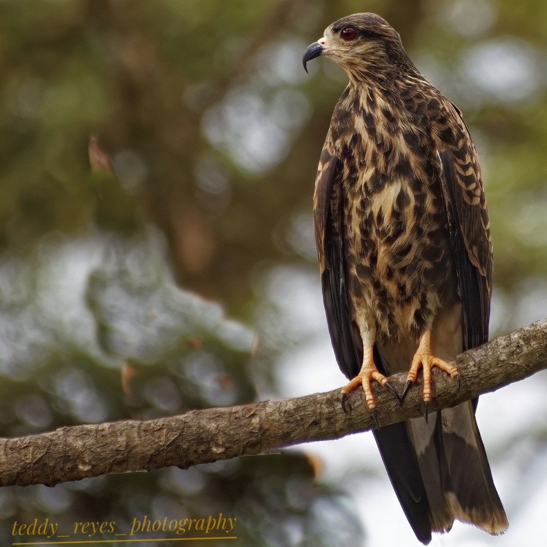 Snail Kite - ML632051435