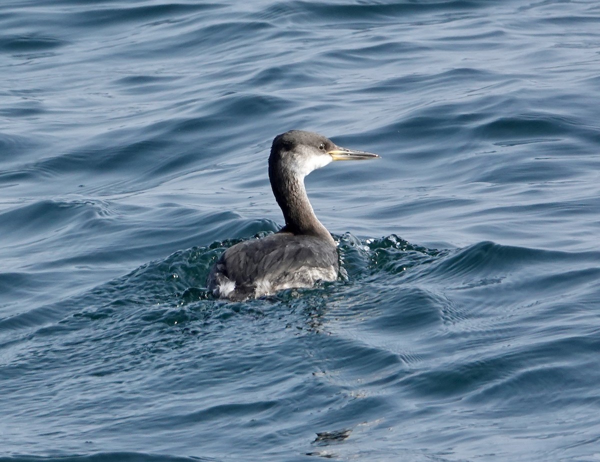 Red-necked Grebe - ML632051438