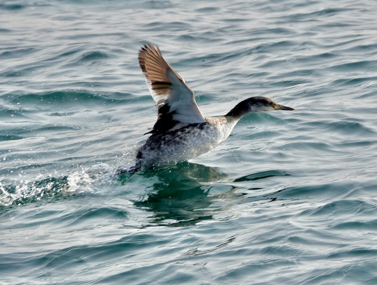 Red-necked Grebe - ML632051439
