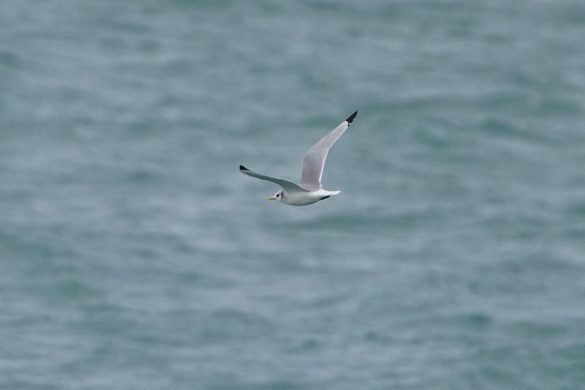 Black-legged Kittiwake - ML632051491