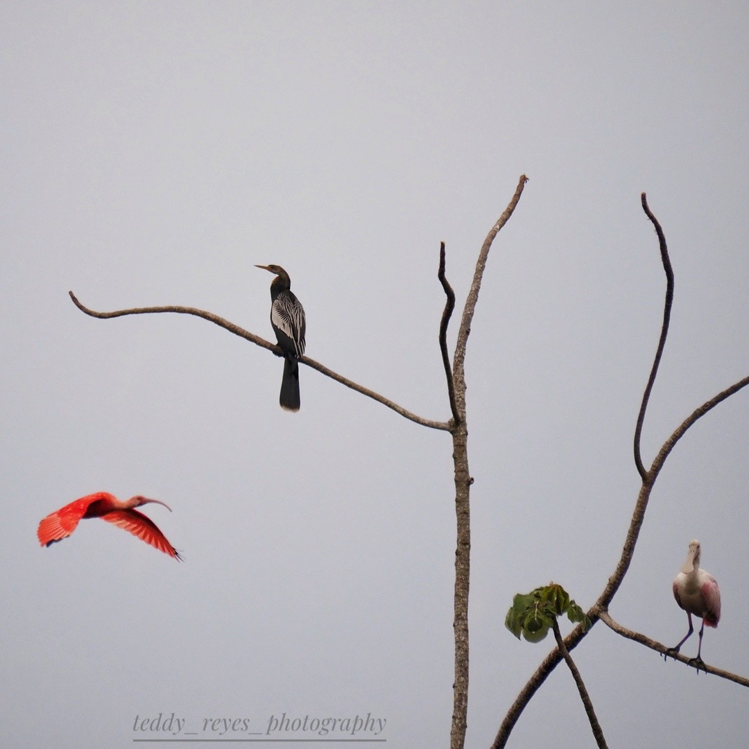 Anhinga - ML632051563