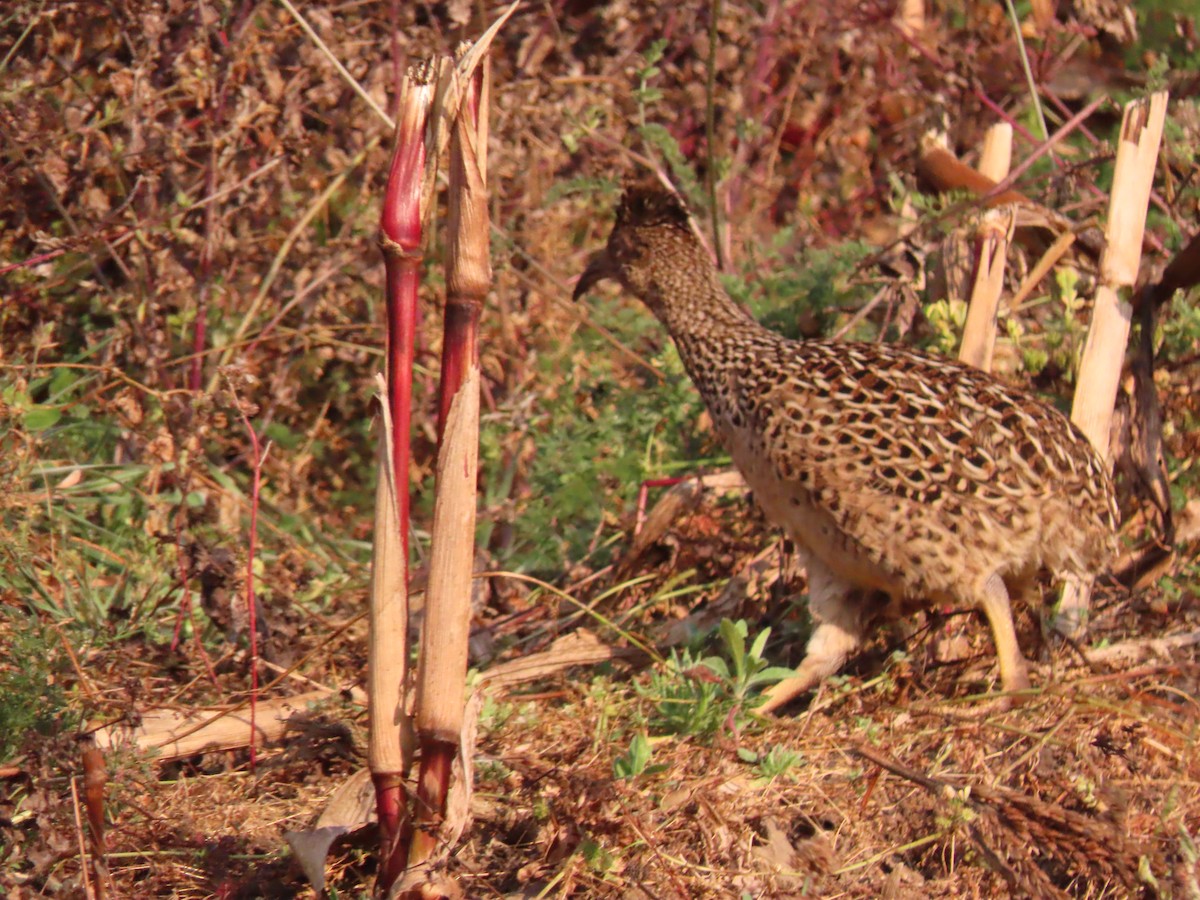 Taczanowski's Tinamou - ML632051665
