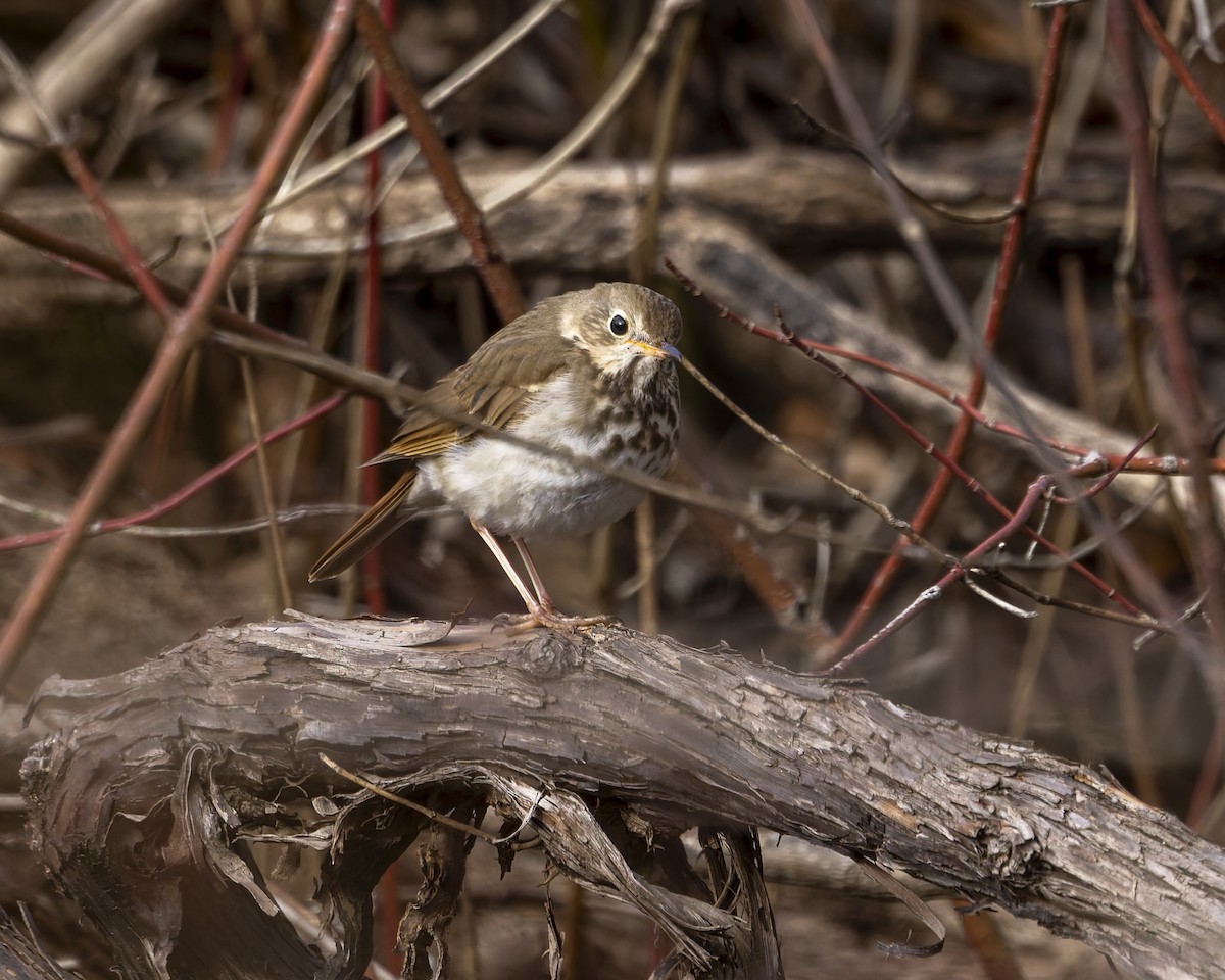 Hermit Thrush - ML632051740