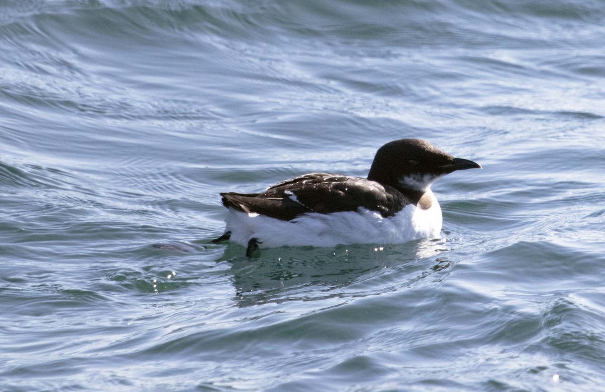 Thick-billed Murre - ML632051799