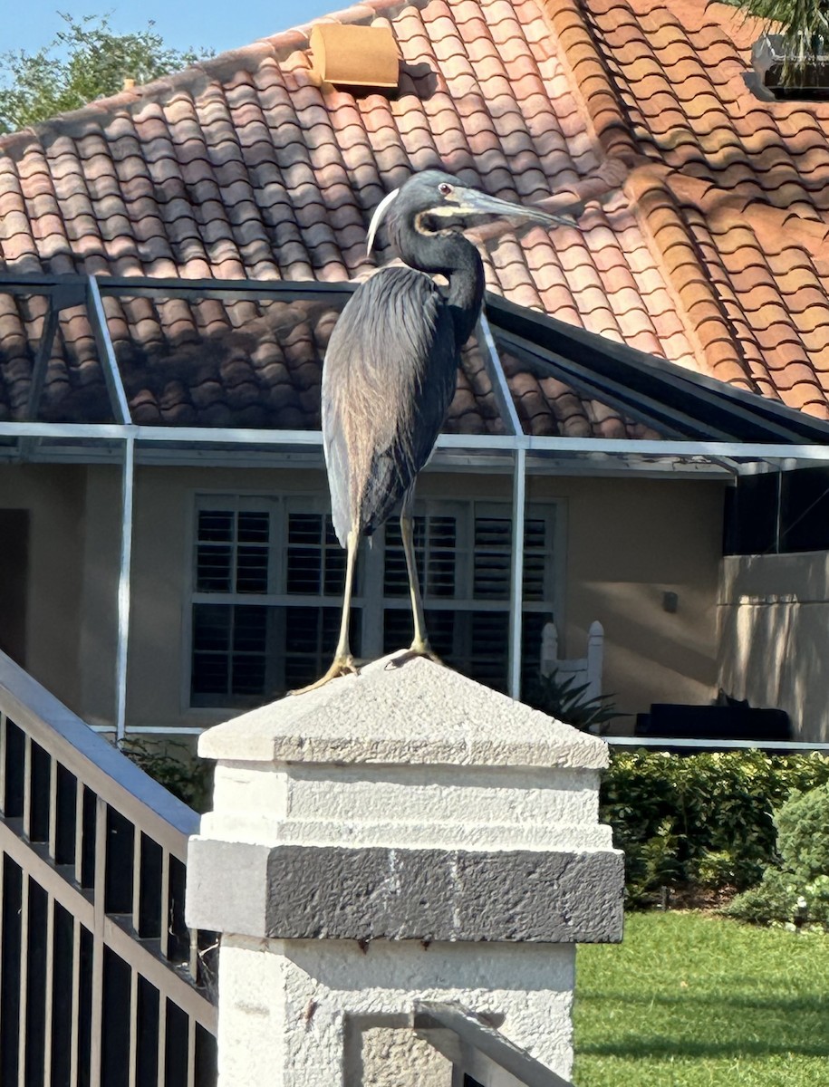 Tricolored Heron - ML632051804
