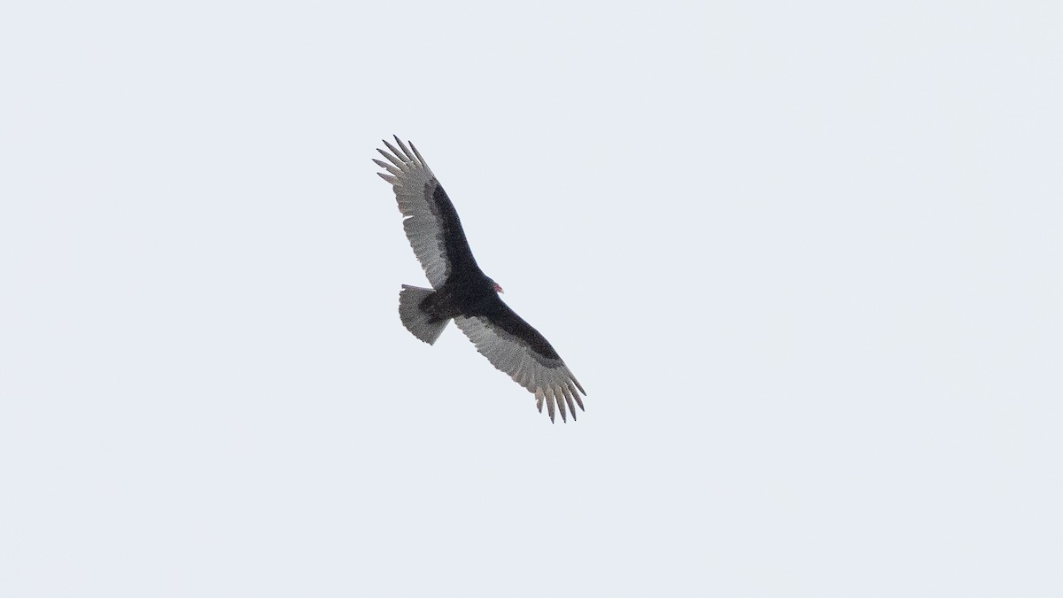 Turkey Vulture (Northern) - Chris Wood