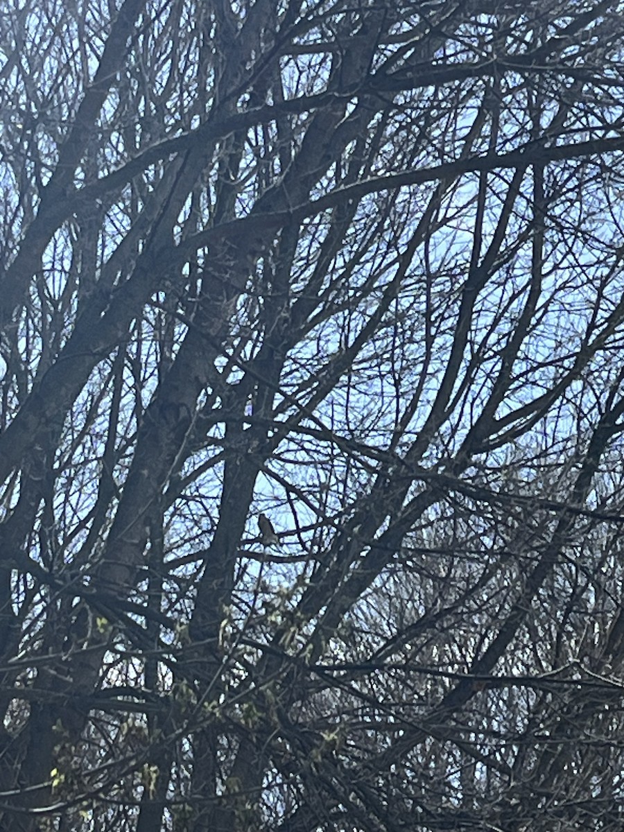 Cooper's Hawk - ML632051833