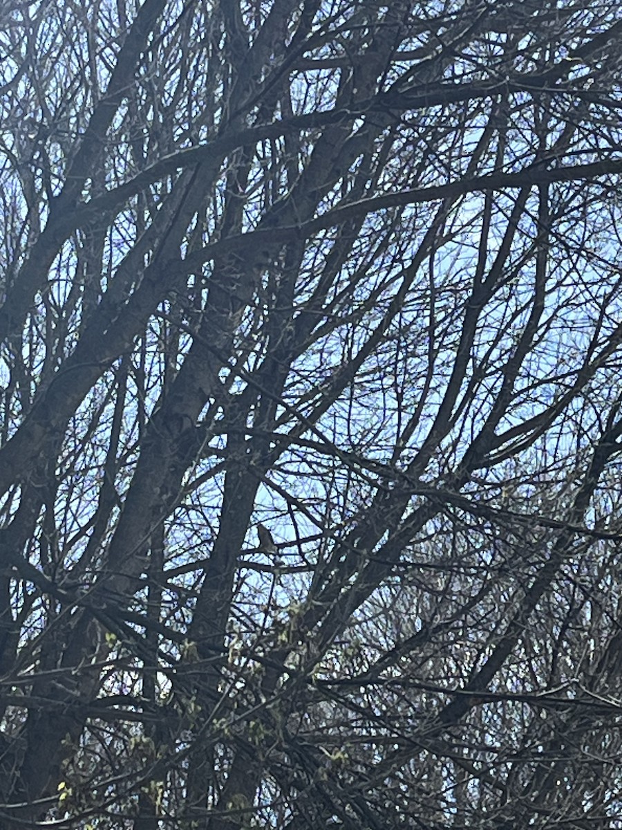 Cooper's Hawk - ML632051835