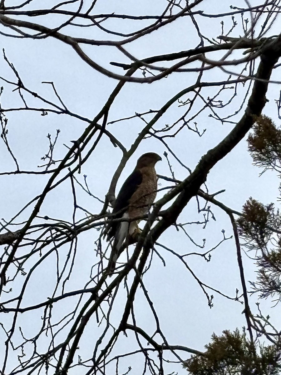 Cooper's Hawk - ML632051975