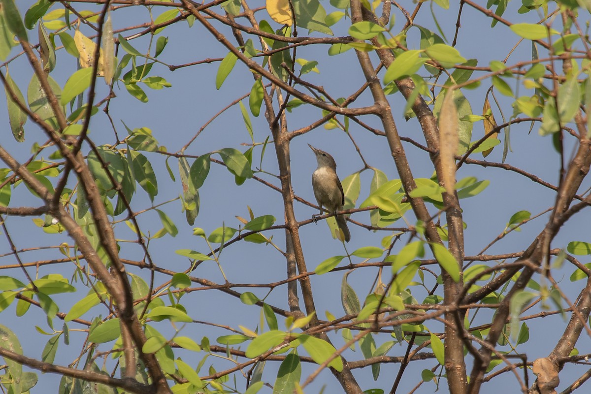 Sykes's Warbler - ML632052082