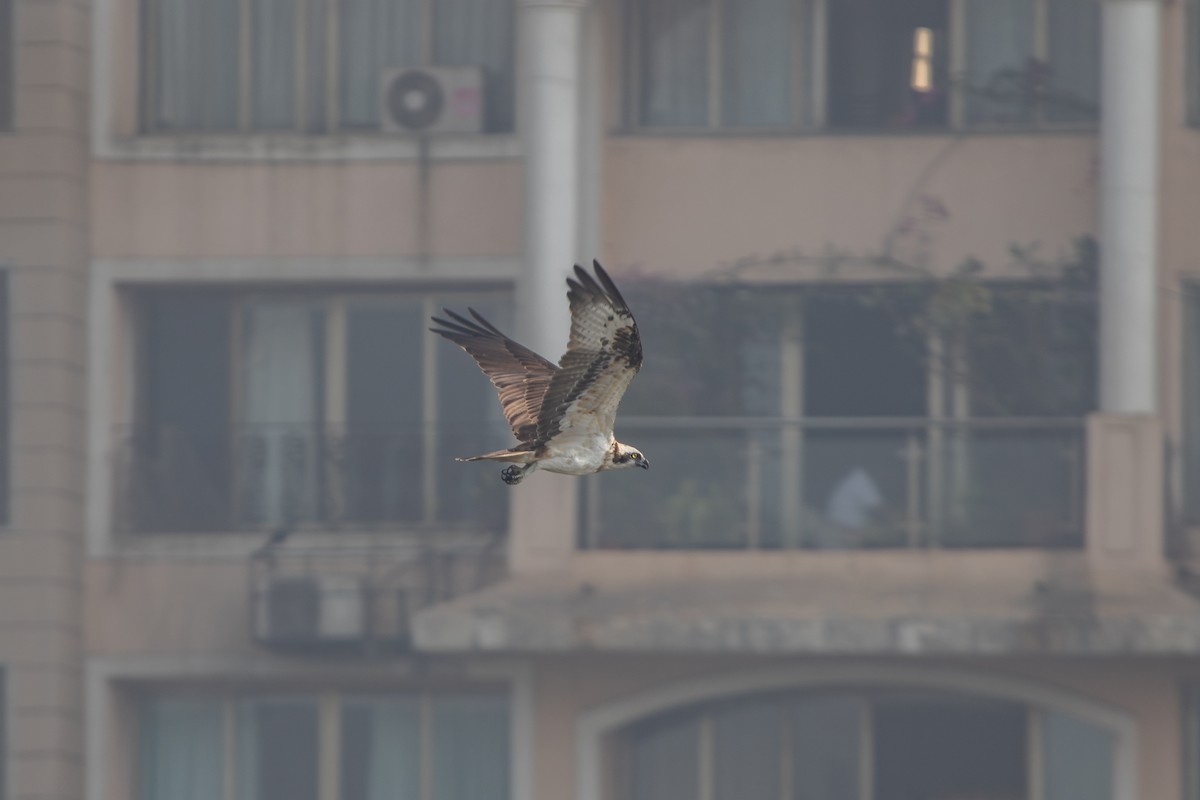 Osprey - ML632052085