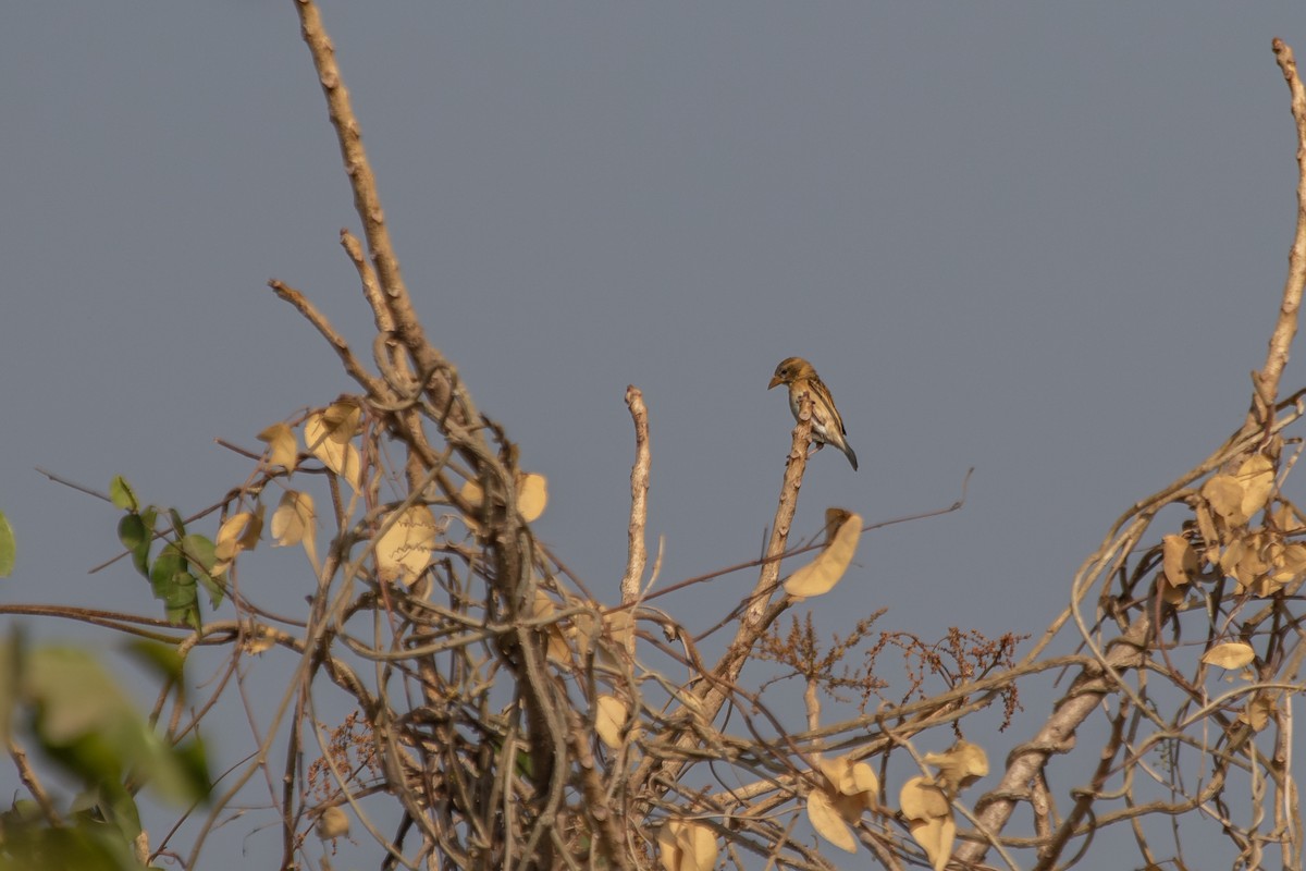 Baya Weaver - ML632052087