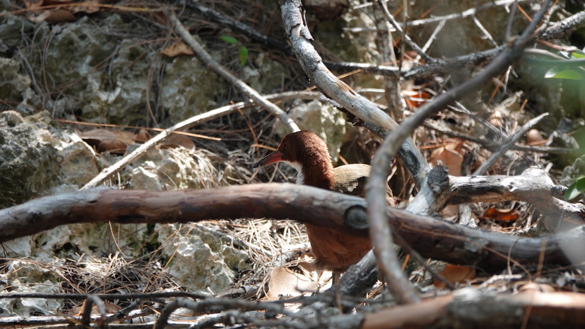 White-throated Rail - ML632052155