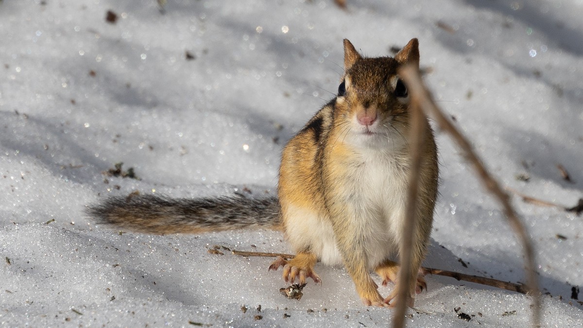 Eastern Chipmunk - Chris Wood