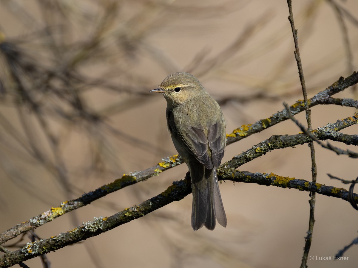 Common Chiffchaff - ML632052169