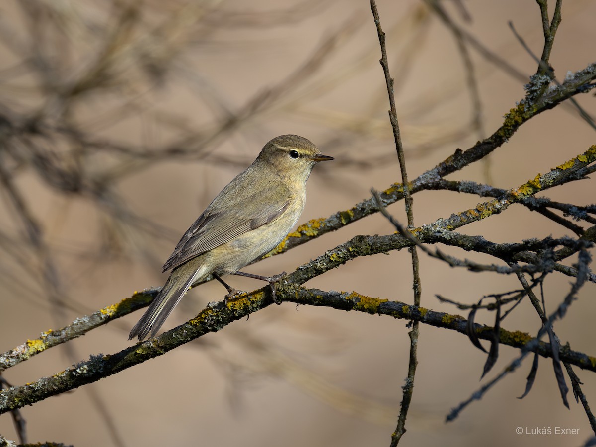 Common Chiffchaff - ML632052170