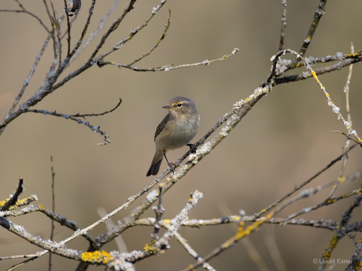 Common Chiffchaff - ML632052171