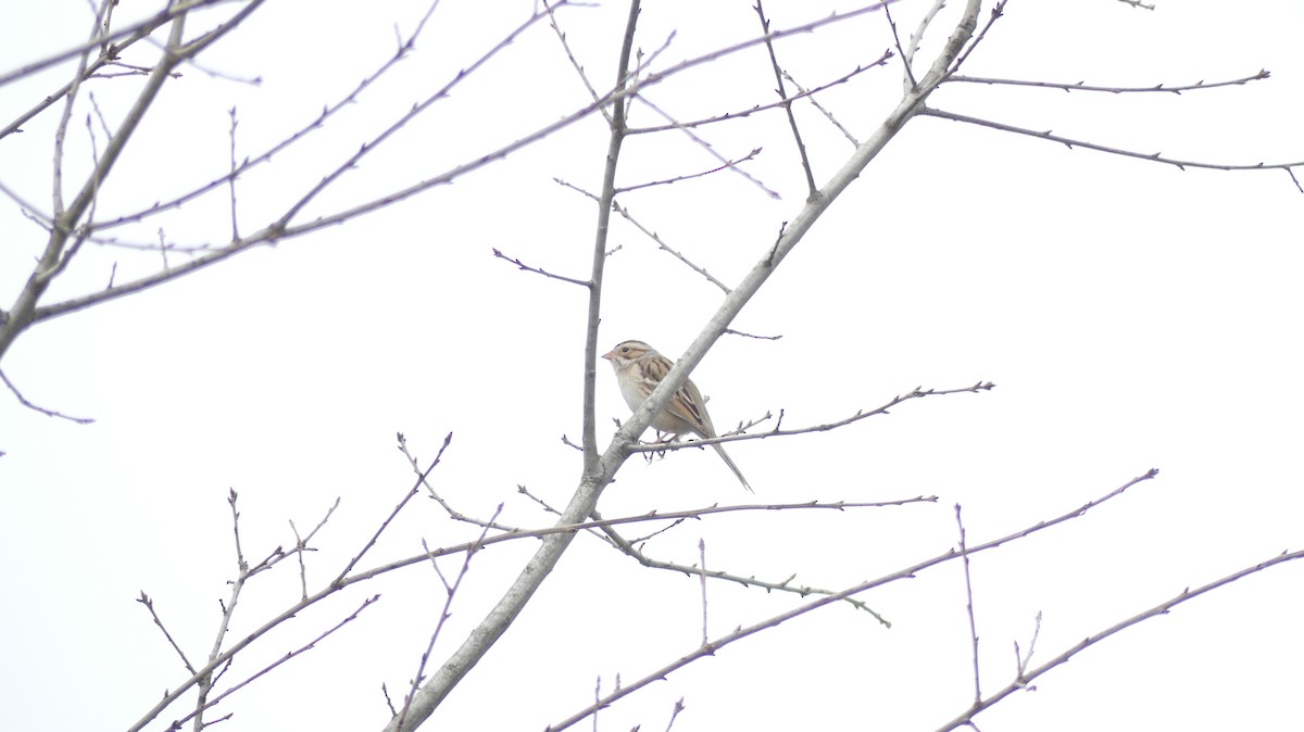 Clay-colored Sparrow - ML632052186