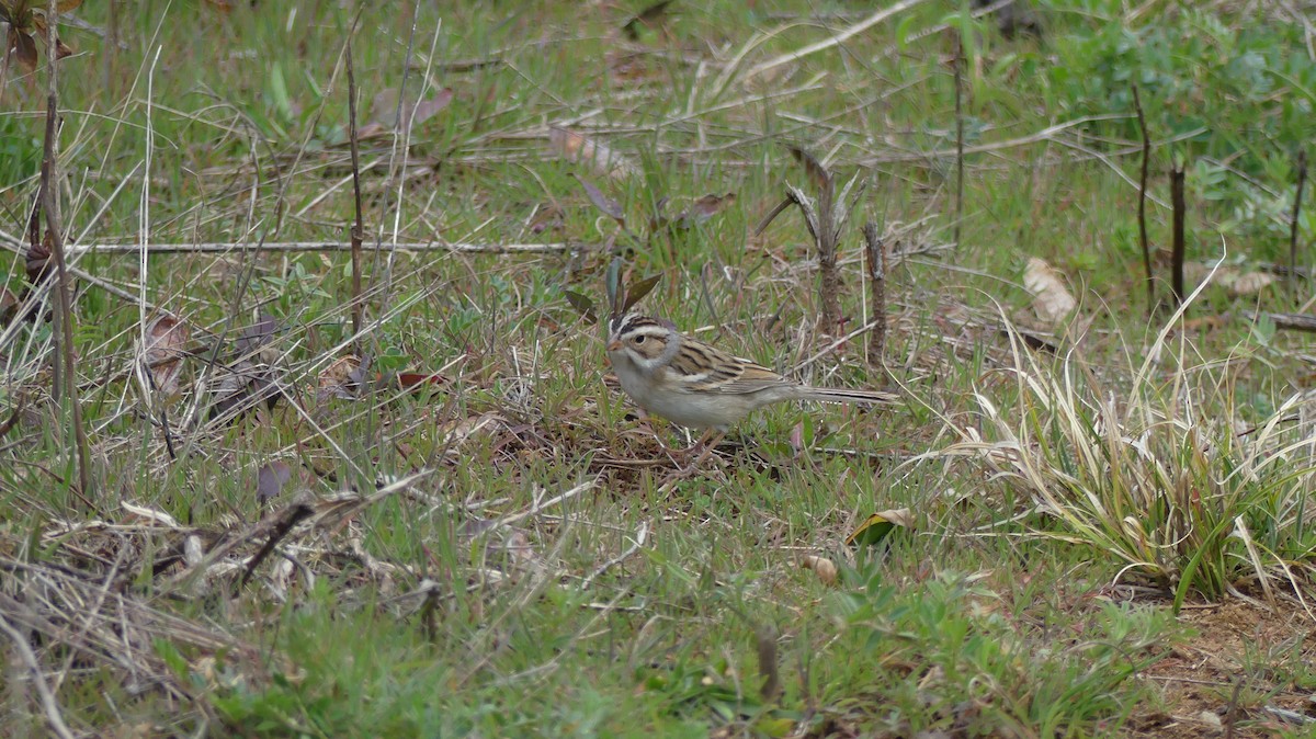 Clay-colored Sparrow - ML632052187