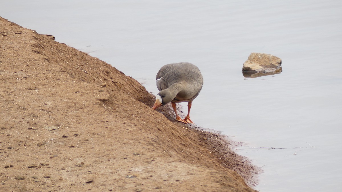 Greater White-fronted Goose - ML632052242