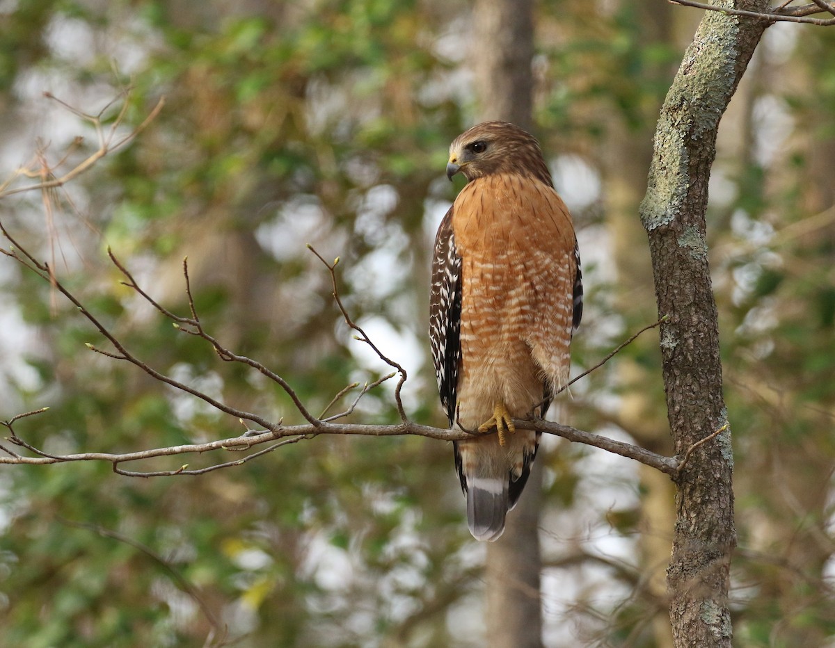 Red-shouldered Hawk - ML632052245