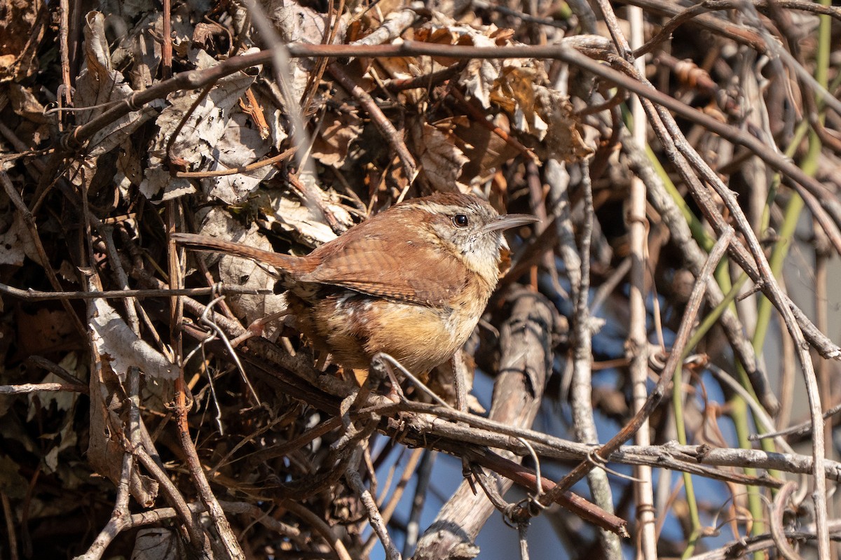 Carolina Wren - ML632052254