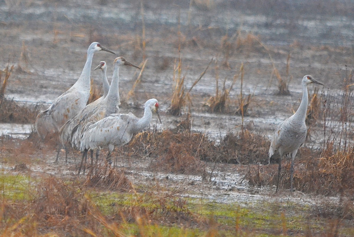 Sandhill Crane - ML632052260