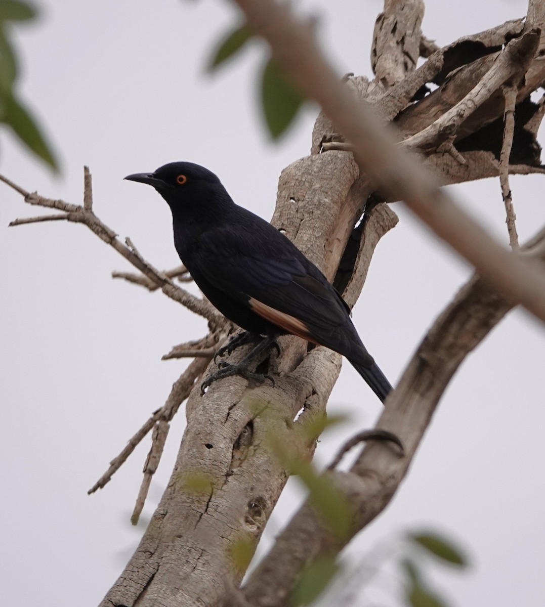 Pale-winged Starling - ML632052293