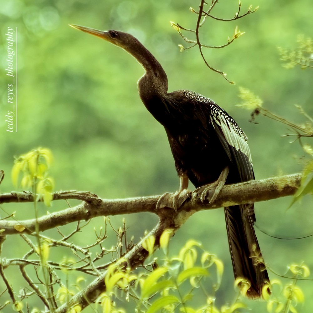 Anhinga - ML632052339