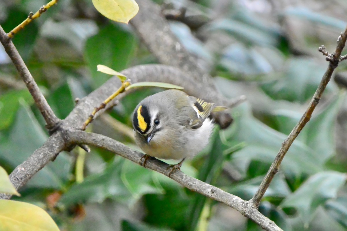 Golden-crowned Kinglet - ML632052350