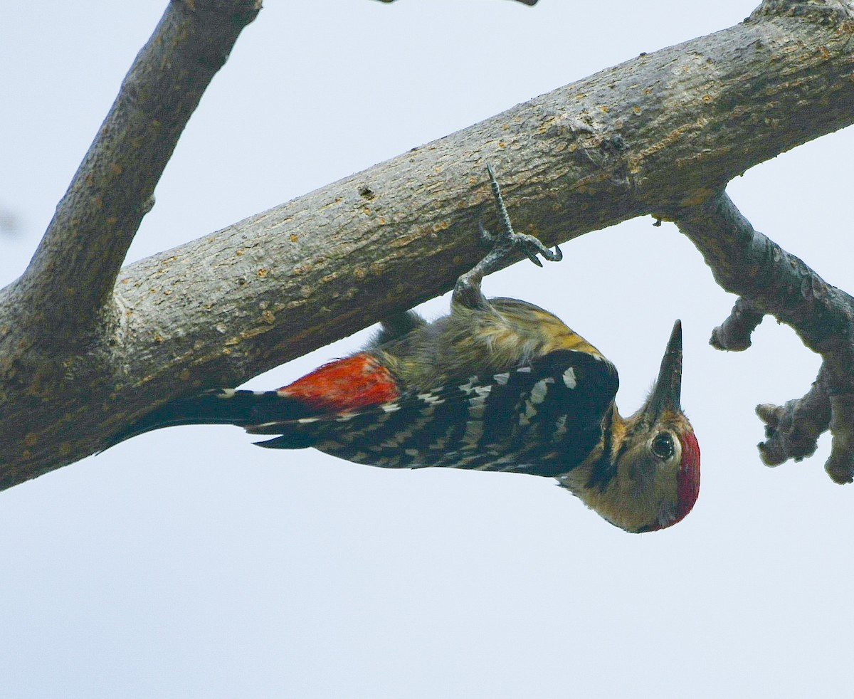 Fulvous-breasted Woodpecker - ML632052413