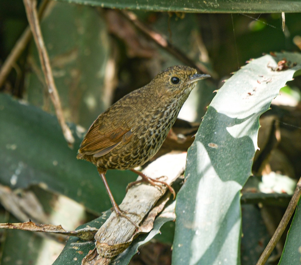 Scaly-breasted Cupwing (Himalayan) - ML632052456
