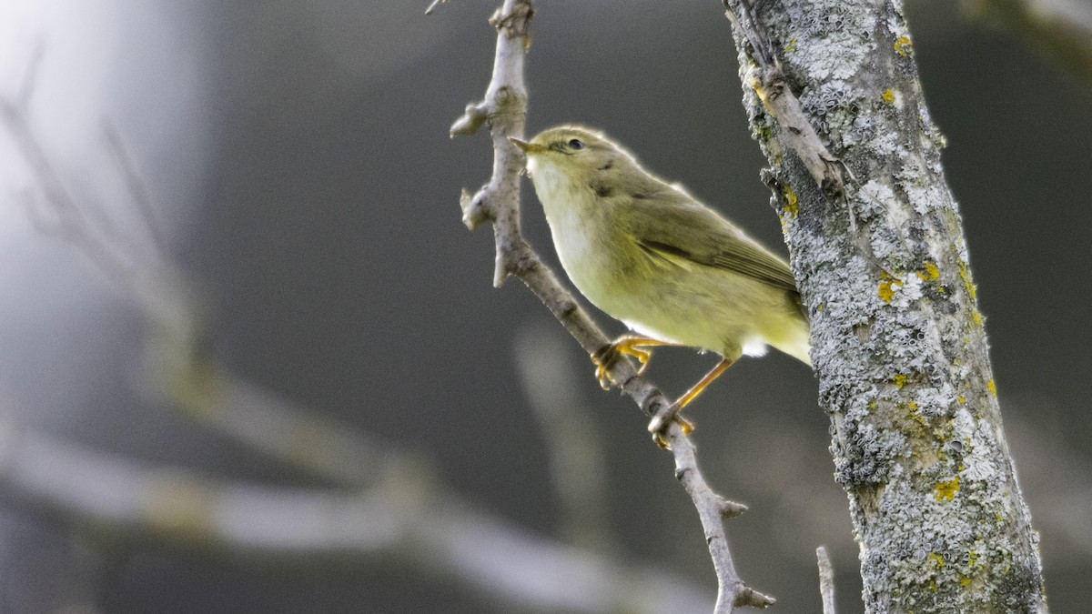 Common Chiffchaff - ML632052620