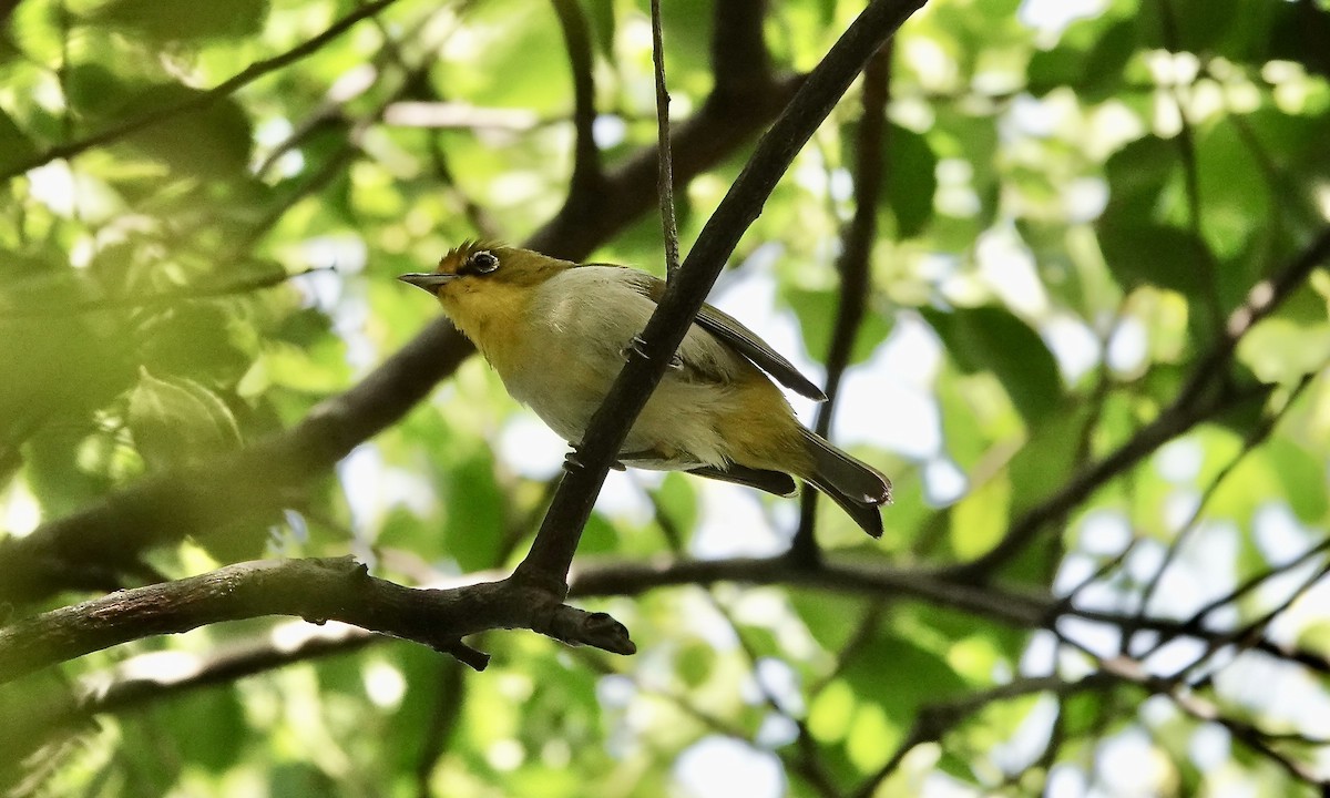 Malagasy White-eye - ML632052717
