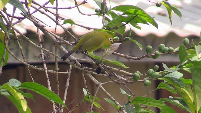 Green White-eye - ML632052910