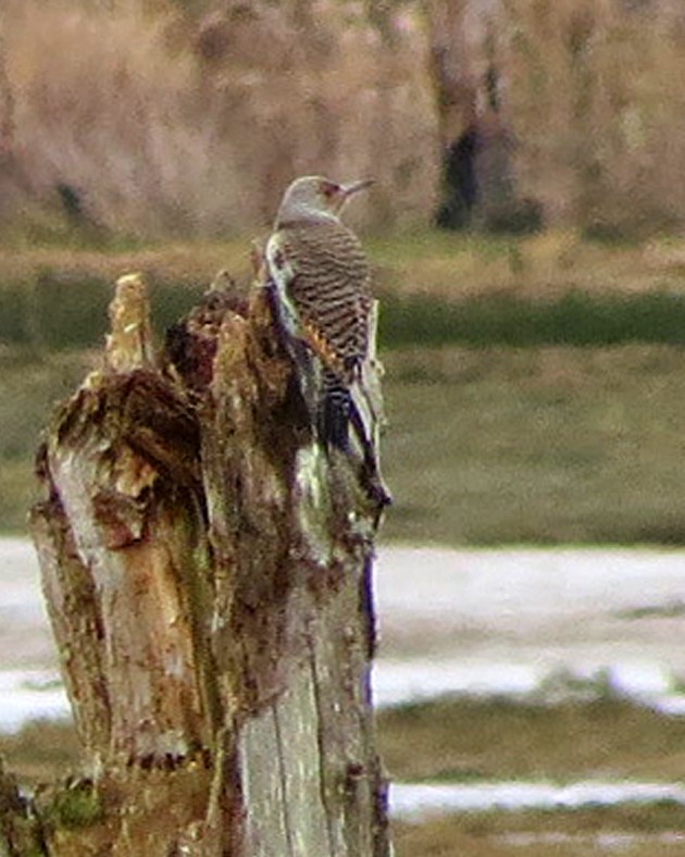 Northern Flicker - ML632052986