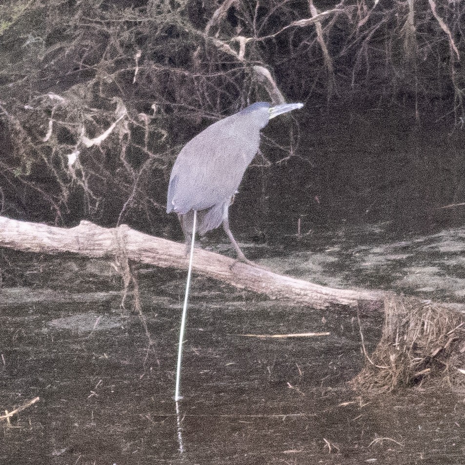 Bare-throated Tiger-Heron - ML632053048