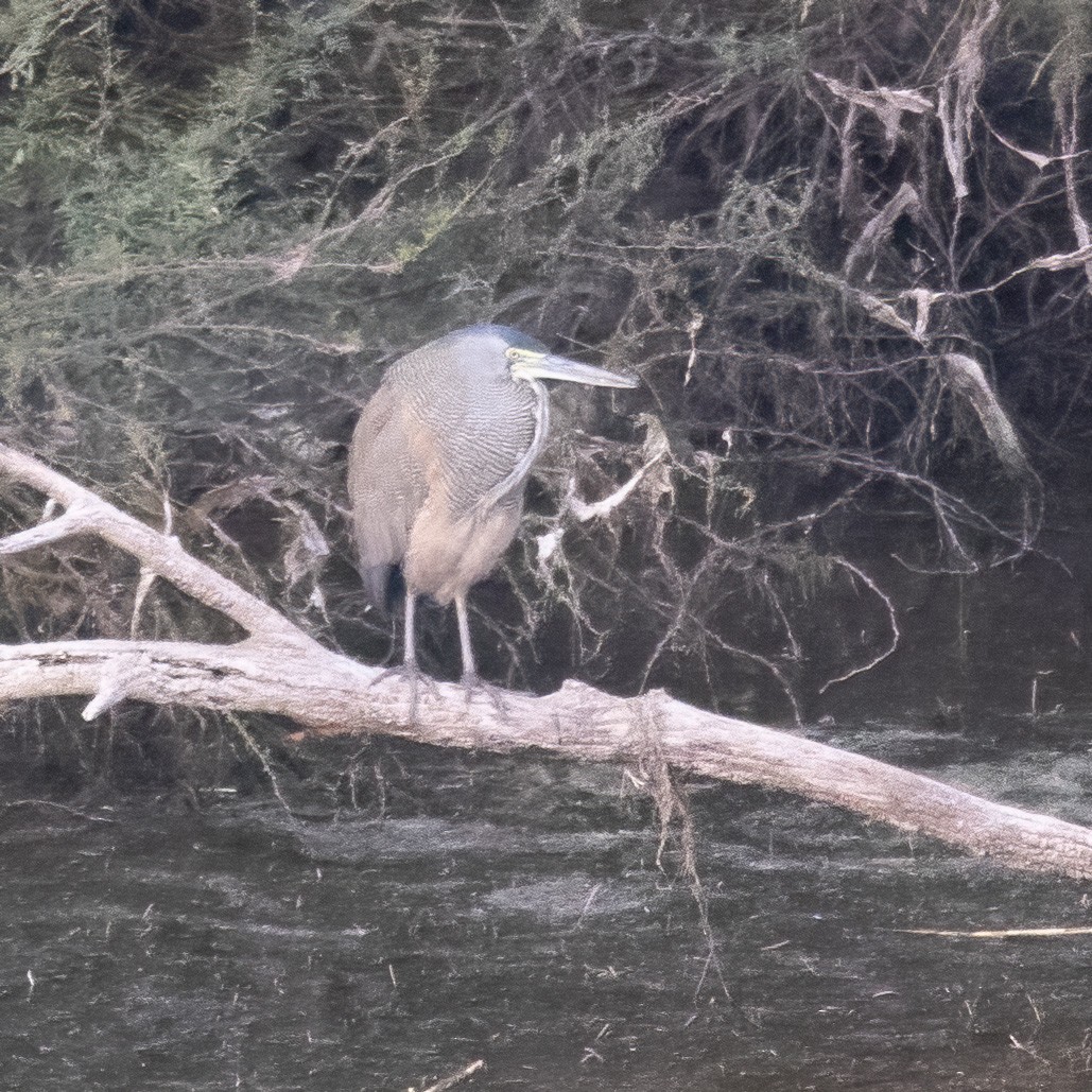 Bare-throated Tiger-Heron - ML632053061