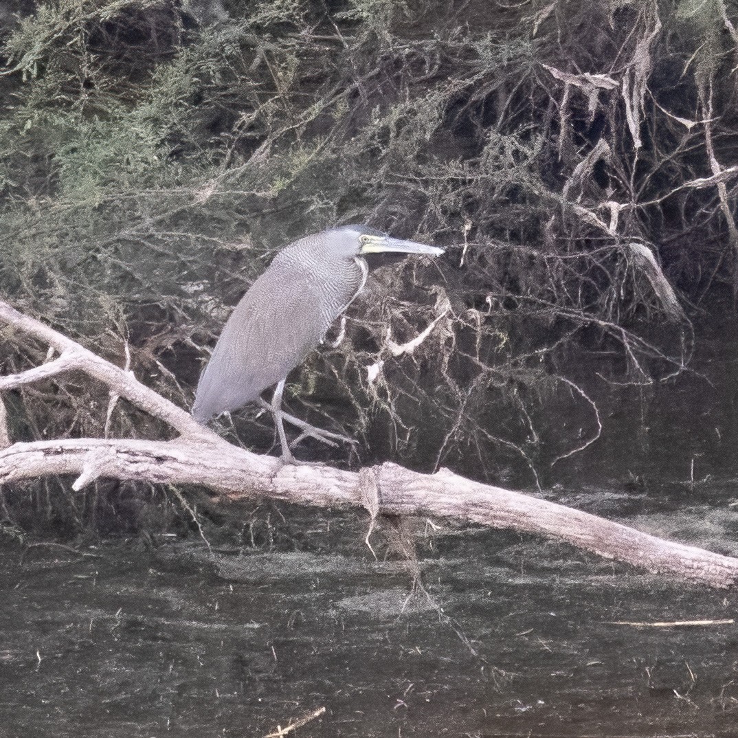 Bare-throated Tiger-Heron - ML632053069