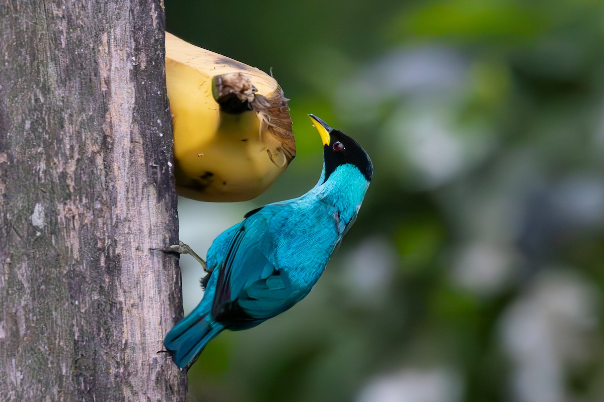 Green Honeycreeper - ML632053240