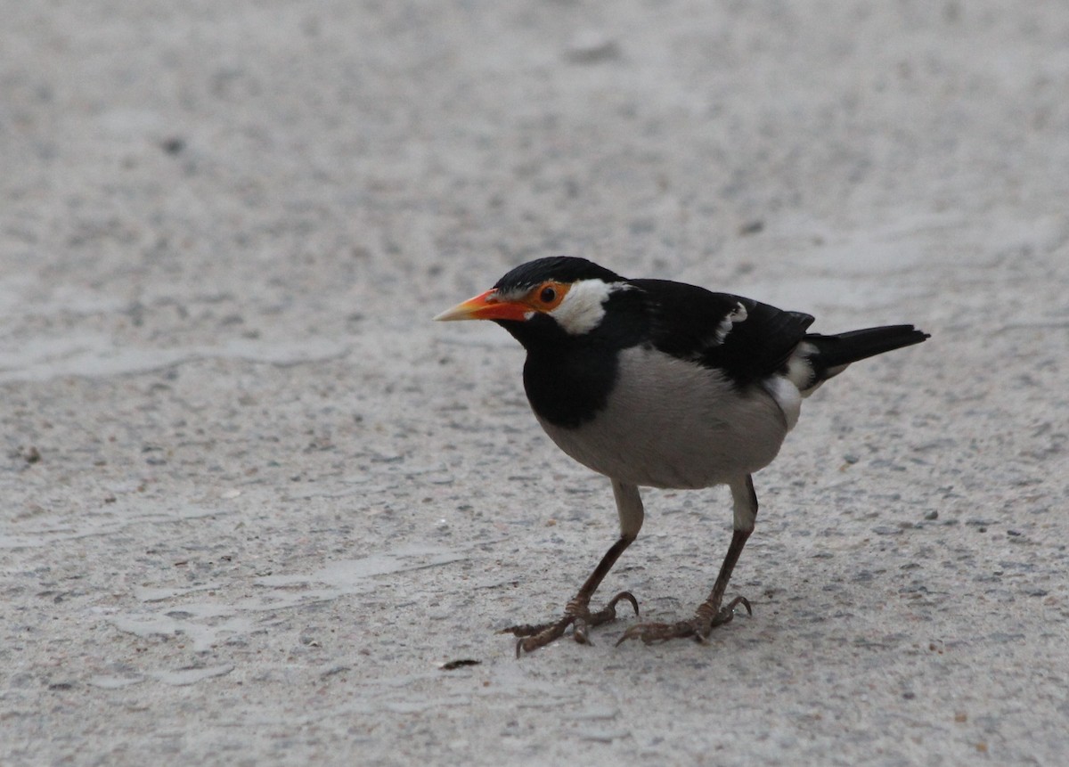 Indian Pied Starling - ML632053266