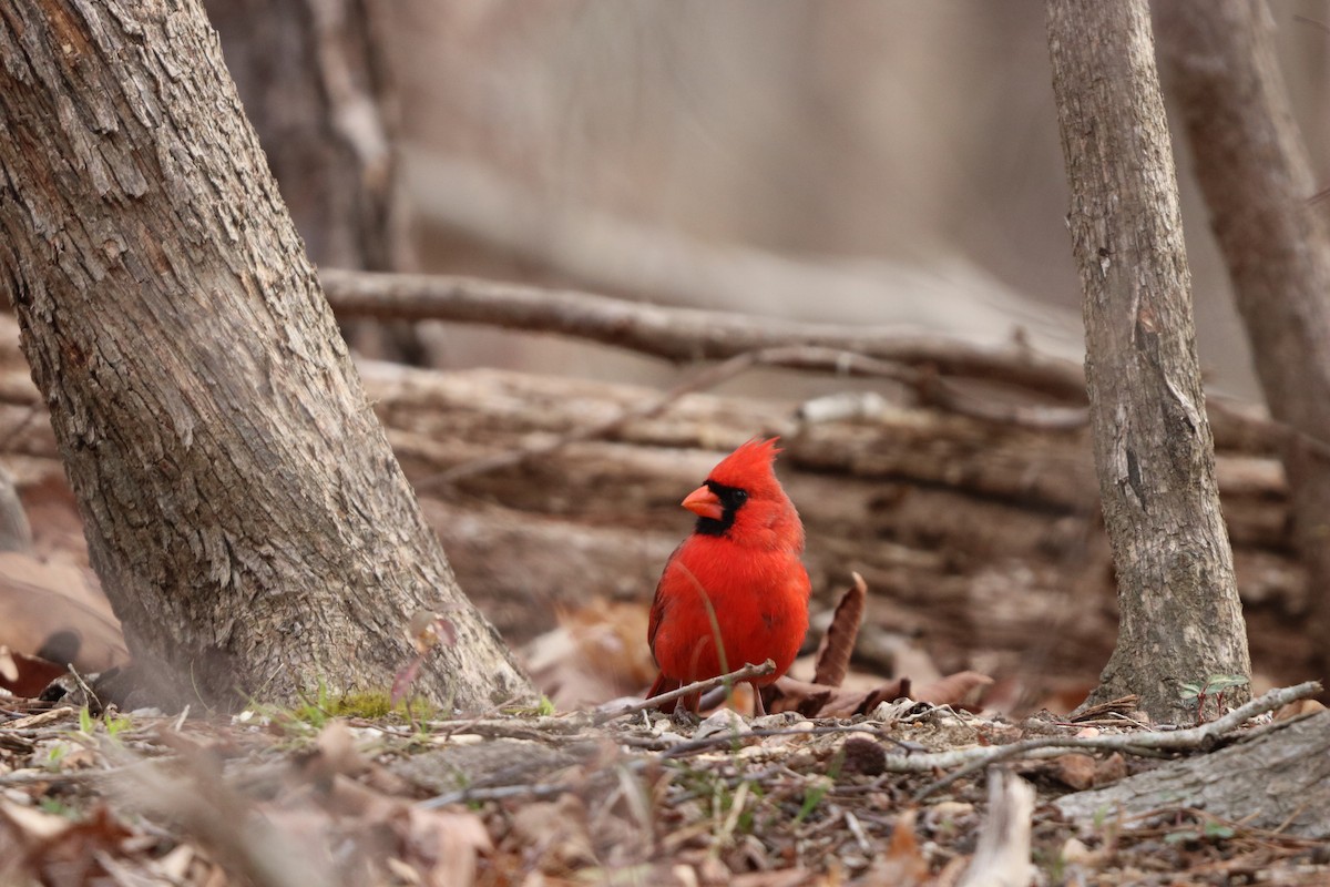 Northern Cardinal - ML632053272