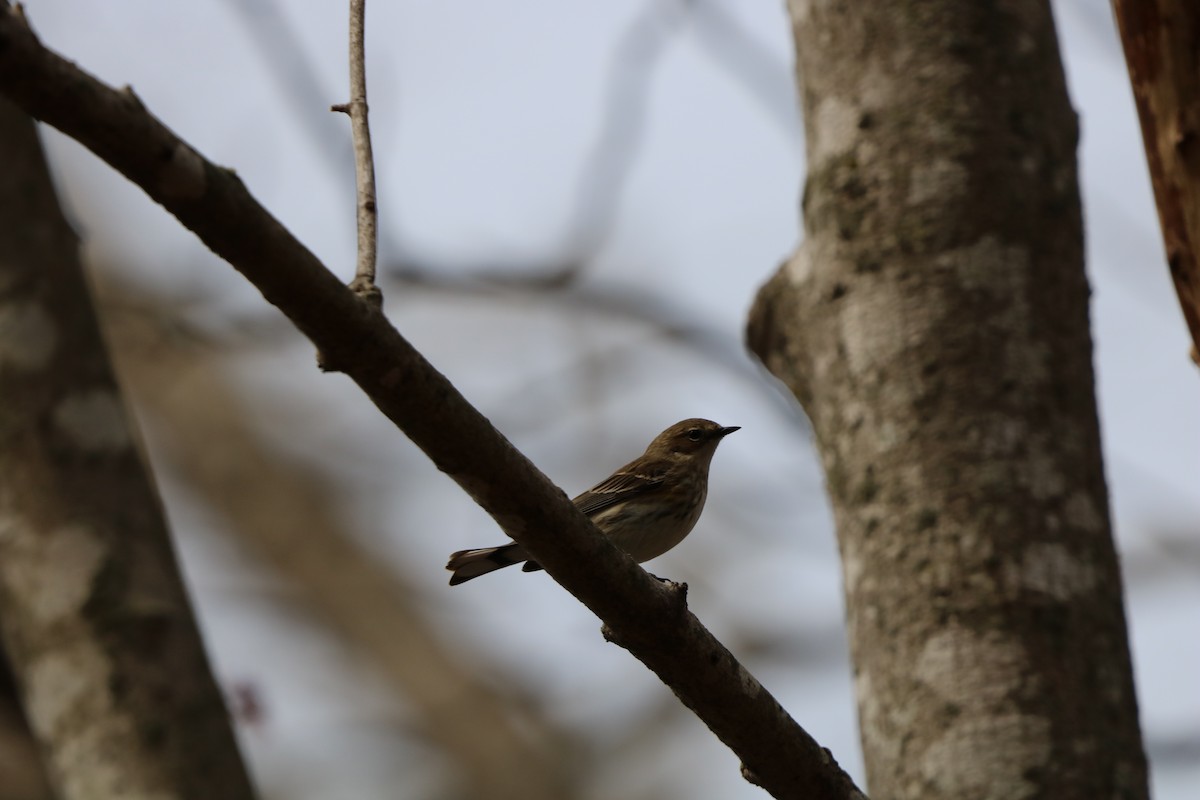 Yellow-rumped Warbler - ML632053301