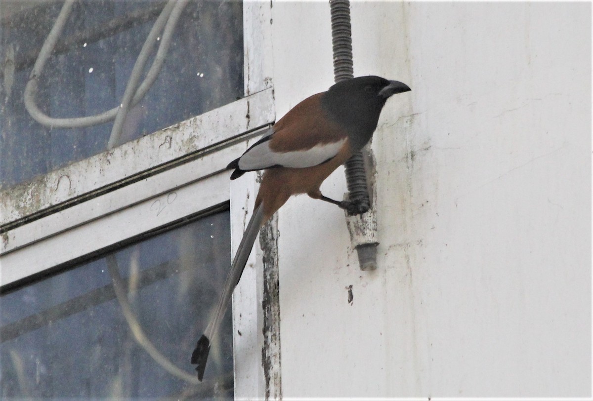 Rufous Treepie - ML632053303
