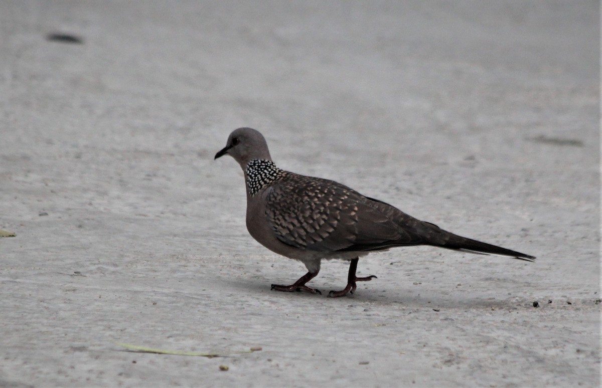 Spotted Dove - ML632053314