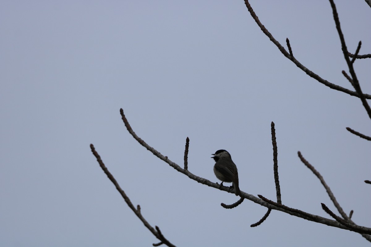 Carolina Chickadee - ML632053315