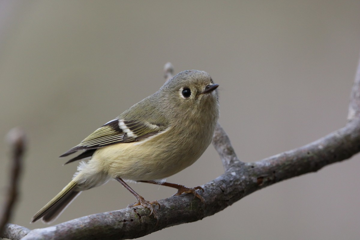 Ruby-crowned Kinglet - ML632053329