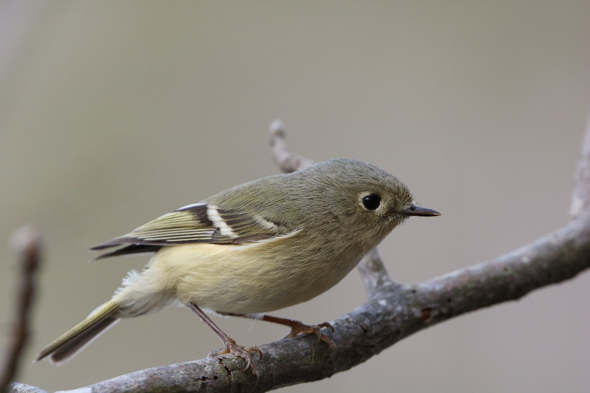 Ruby-crowned Kinglet - ML632053330