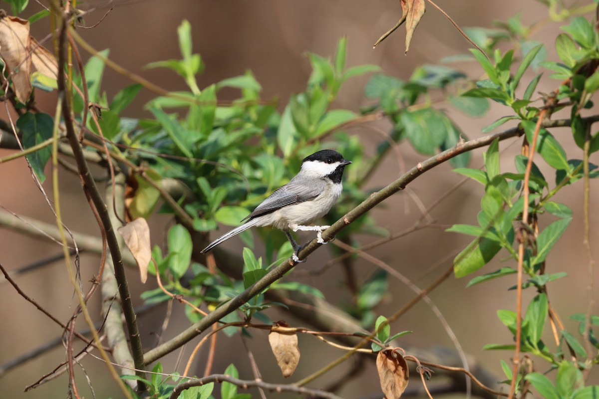Carolina Chickadee - ML632053375